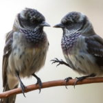 Lo sapevi che certi uccelli costruiscono opere elaborate per attirare compagne?