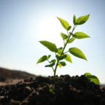 Lo sapevi che le piante crescono orientandosi verso la luce grazie al fototropismo?