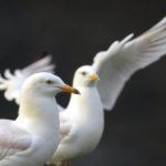 Lo sapevi che gli uccelli possono vedere i campi magnetici terrestri?